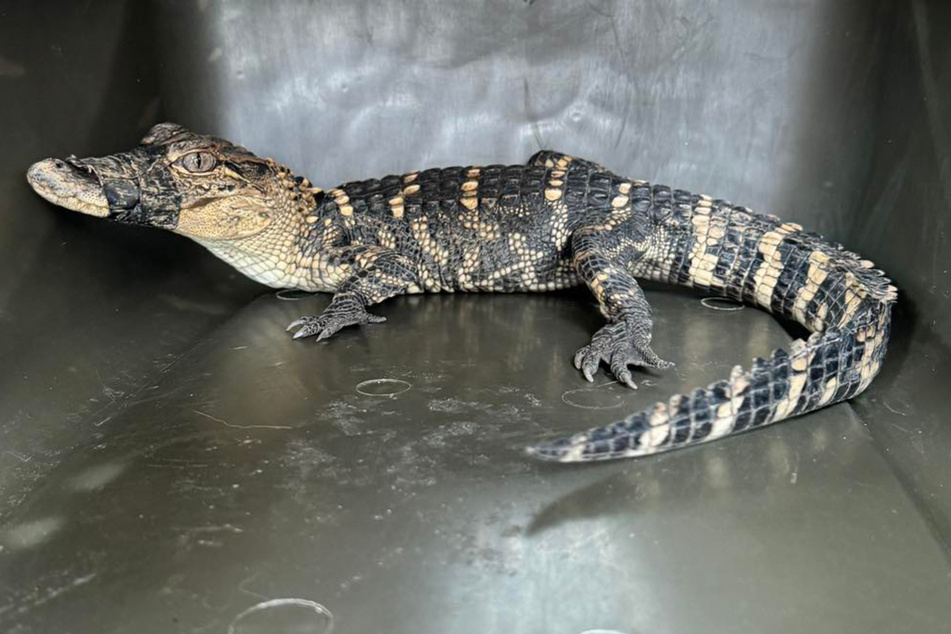 Dieser Alligator sorgte an einer Schule im US-amerikansichen Kansas City für Aufruhr.