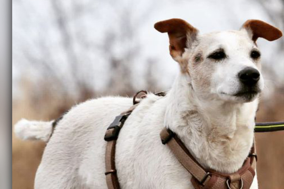 Als Opi ins Tierheim: Hund Jack (11) sucht neue Familie für letzten Lebensabschnitt