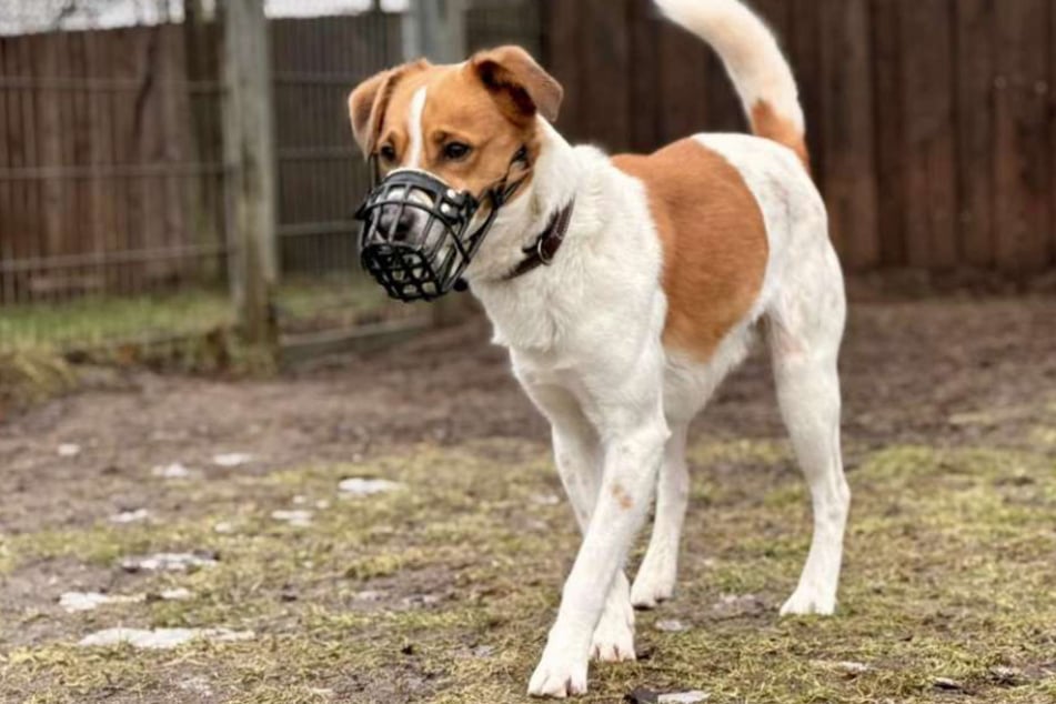 Für den Rüden gilt eine Maulkorb- und Leinenpflicht. Er ist alles andere als ein Anfängerhund.
