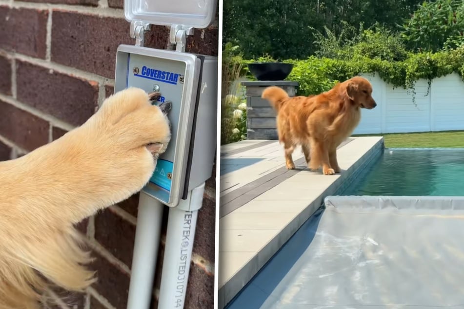 Zum Glück "wissen" die Golden Retriever welcher Knopf gedrückt werden muss, um die Pool-Abdeckplane abzuziehen.
