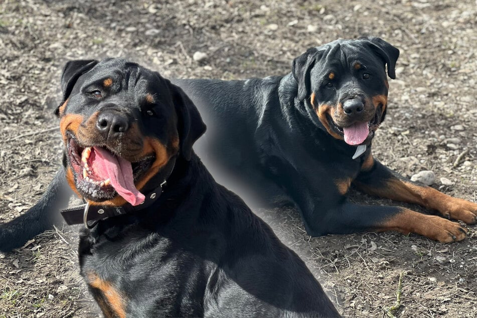 Rottweiler Eddy hat im Training sehr an sich gearbeitet - zahlt sich das nun aus?