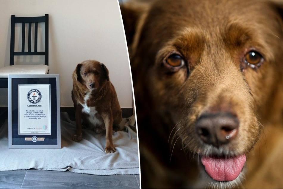 Oldest dog of all time faces new skepticism over world record