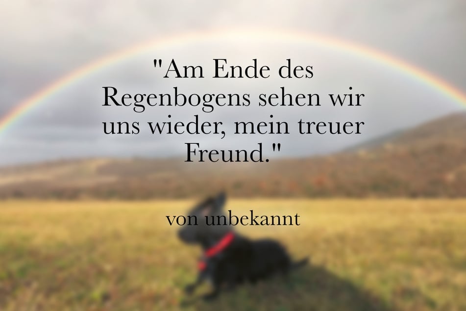 Ein guter Spruch für einen verstorbenen Hund lautet: "Am Ende des Regenbogens sehen wir uns wieder, mein treuer Freund."