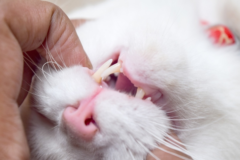 Probleme mit den Zähnen können bei Katzen starken Mundgeruch verursachen.