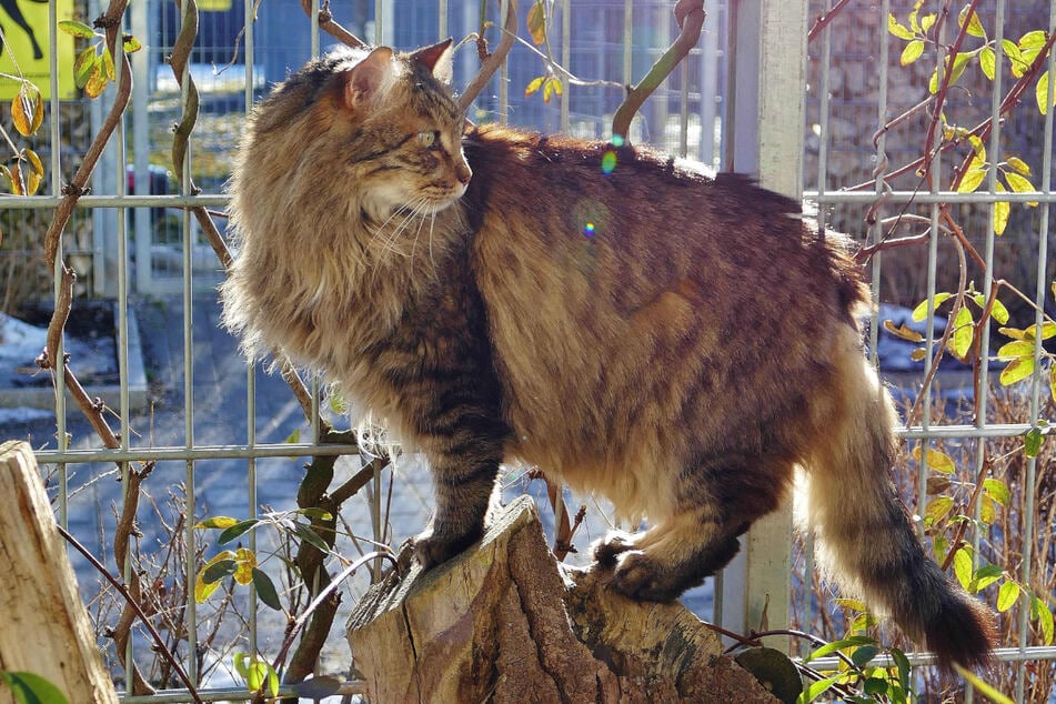 Der Landhaarkater Mr. Flausch wartet im Tierheim auf seine Menschen.