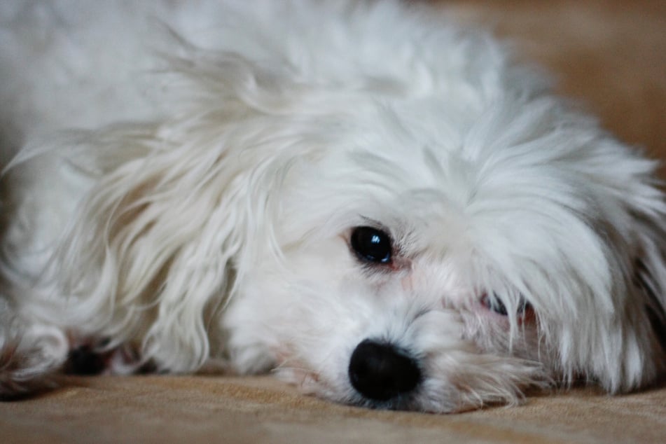 Die Polizei fand die beiden Malteser in einem Karton im Fußraum des Autos, aus dem heraus sie verkauft werden sollten. (Symbolbild)