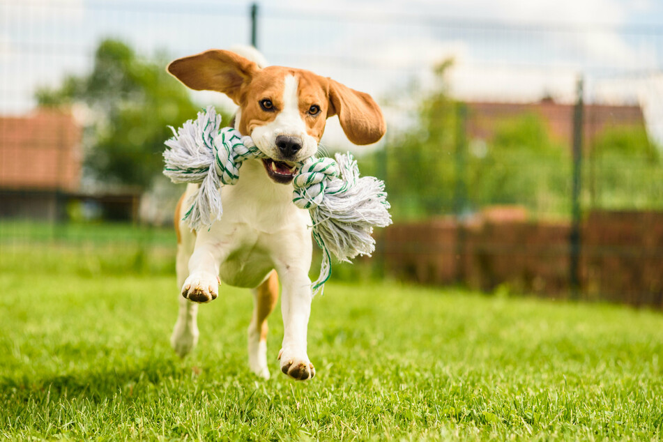 Pick an active dog if moving around is your thing.