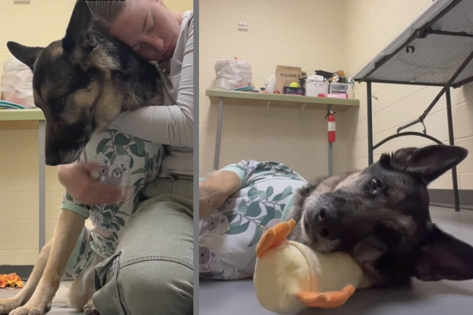 Die Hunde-Seniorin "Remington" (8) kam kurz nach der Adoption wieder zurück ins Tierheim. Nach ihrer Rückkehr ging es dem Vierbeiner psychisch sehr schlecht.