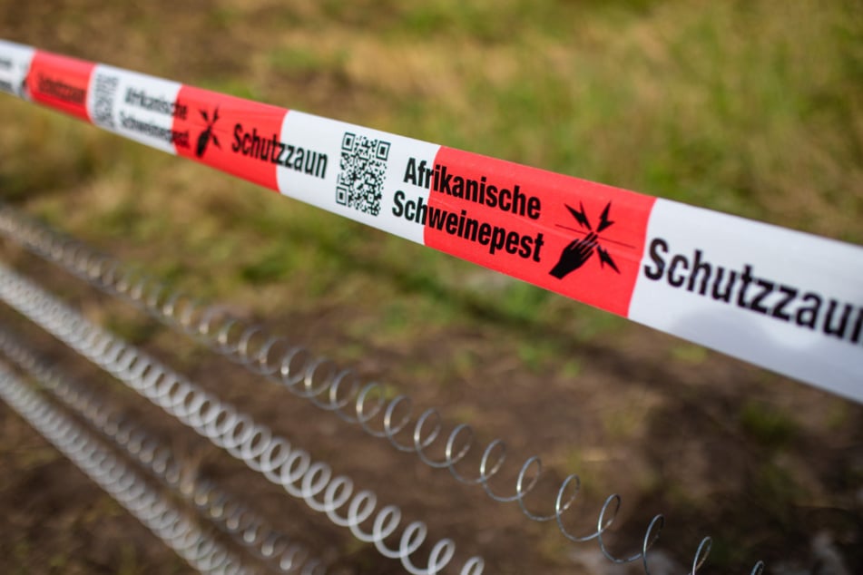 Im Kreis Olpe sind offiziellen Infos zufolge weitere tote Wildschweine entdeckt worden.