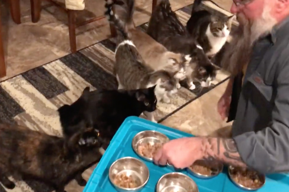 The cats are lined up and ready to receive their food.