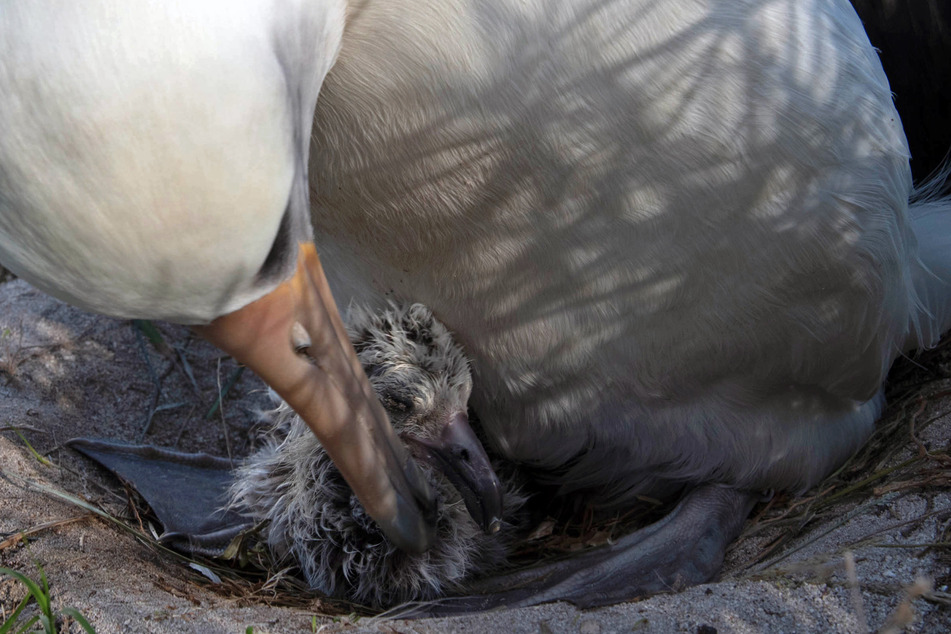 At the age of 70, Wisdom the Laysan has hatched over 30 chicks.