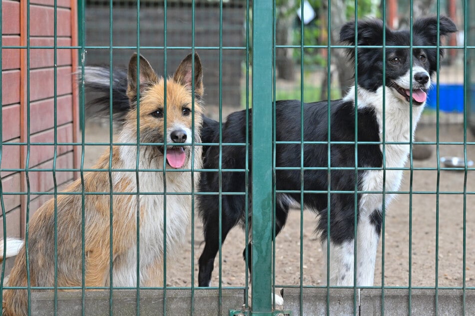 Überlastung und sinkende Spenden: Sächsische Tierheime stoßen an ihre Grenzen