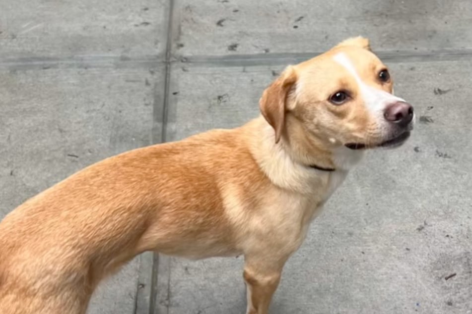 Leine reißt, Hund läuft weg: Wo er nach knapp zwei Kilometern auftaucht, verwirrt dort alle