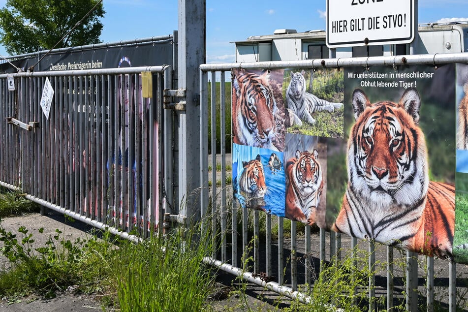 Leipzig: Nach Ausbruch von Tiger Sandokan: Ungewisse Zukunft für Raubkatzen der "Tiger-Queen"