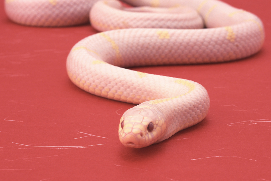 In den Plastikbeuteln des Hosentaschen-Schmugglers schlängelten sich rote, rosa und weiße Schlangen. (Symbolbild)