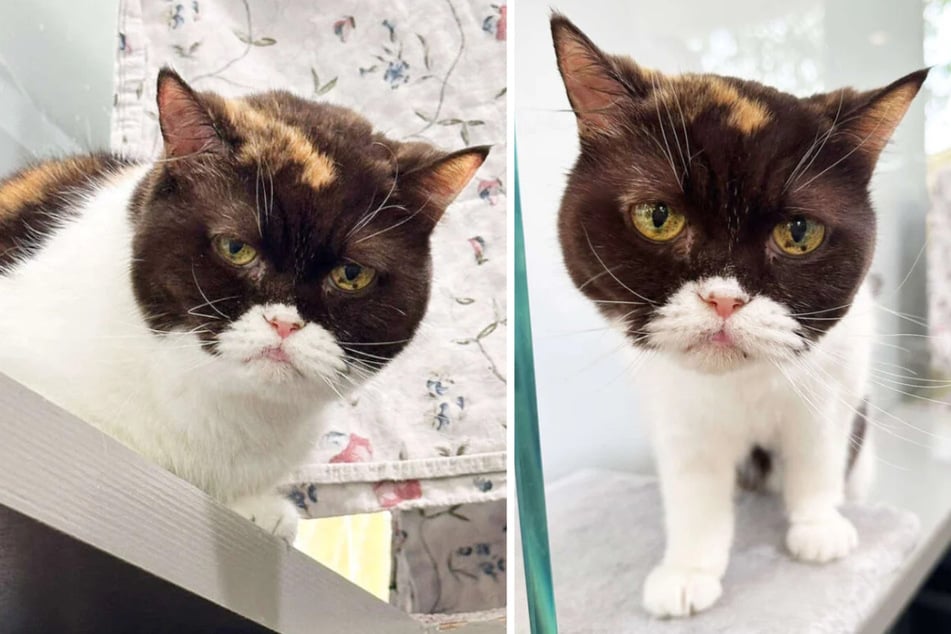 Katze Anne (16) aus dem Berliner Tierheim wurde gefunden.