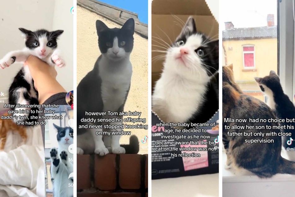 Real-life cat soap opera unfolds in mega-viral TikTok series!