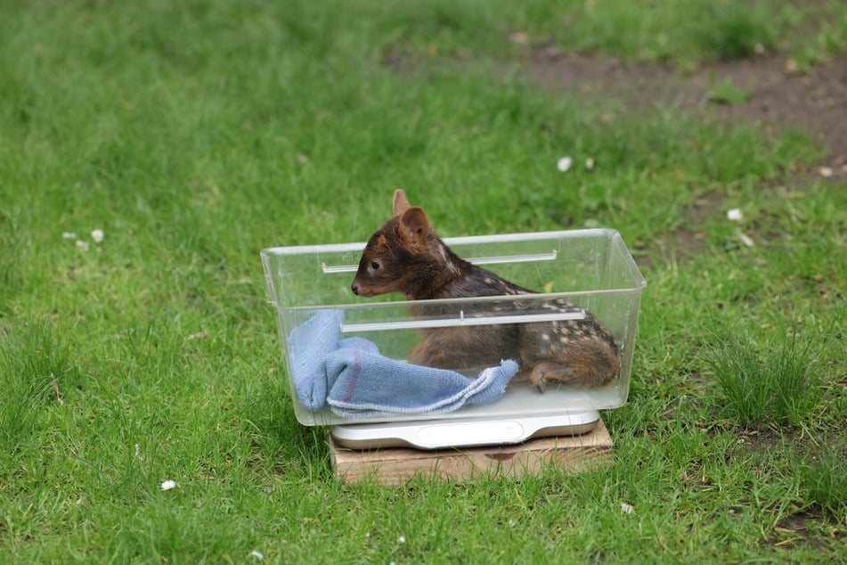 Südpudus sind etwa halb so groß wie einheimische Rehe.