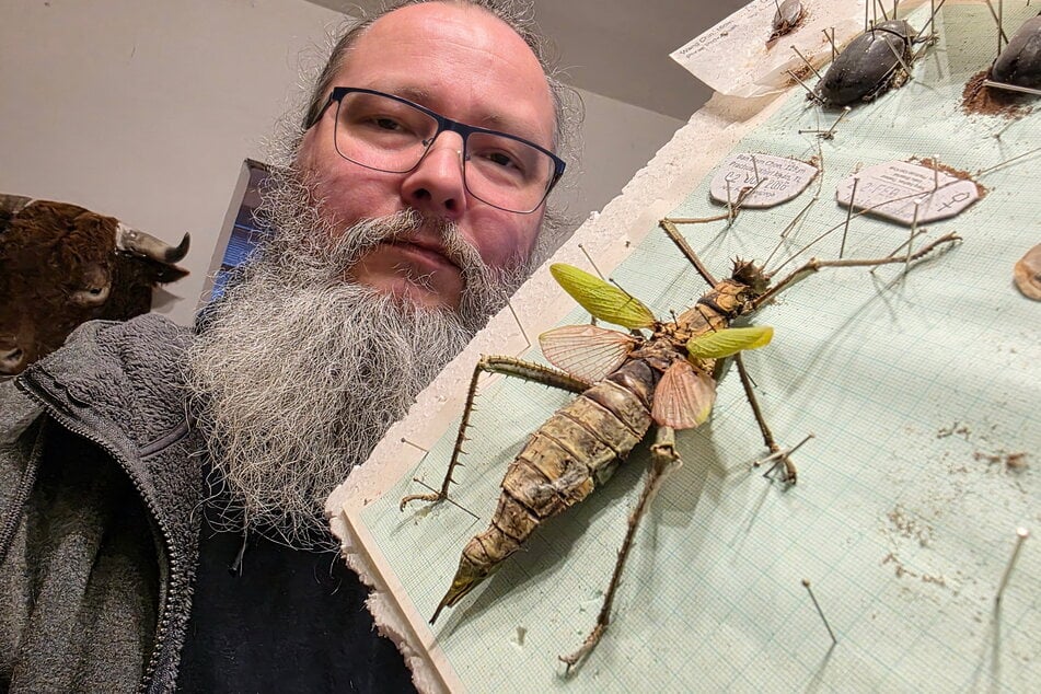 Auch seltene Käfer werden vom Tierpräparator für die Ewigkeit bewahrt.