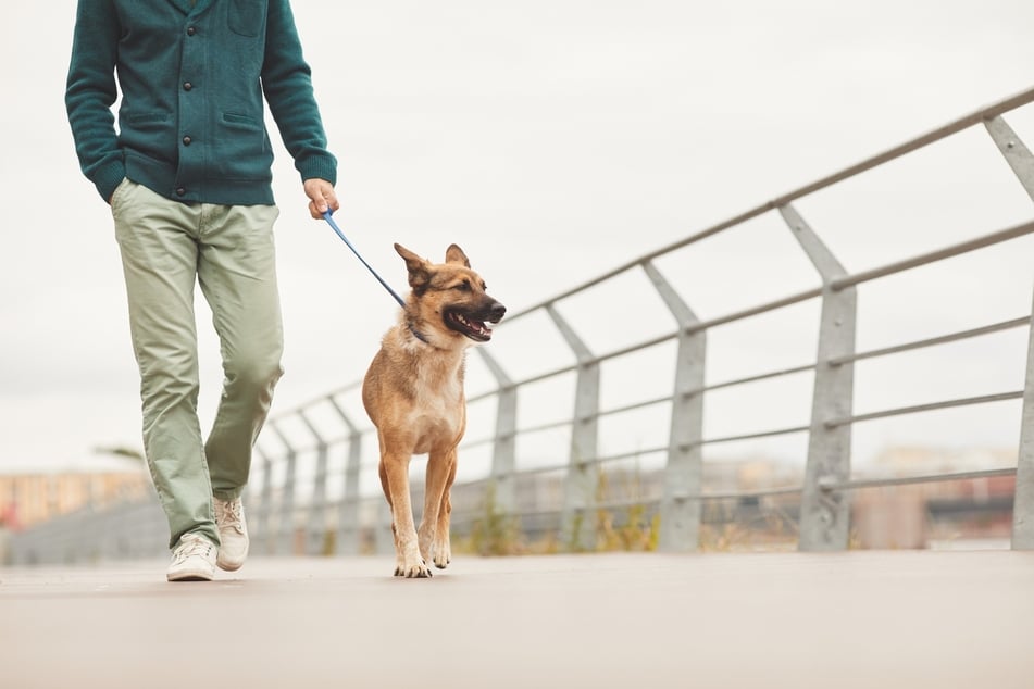 Wie oft muss ein Hund täglich Gassi gehen?