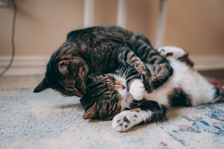 Alle Katzen und Tiere im Haushalt müssen gegen Giardien behandelt werden, um die Parasiten in Griff zu bekommen.