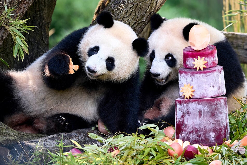 Die beiden Panda-Mädchen Leni und Lotti feierten ihren Geburtstag mit Torte.