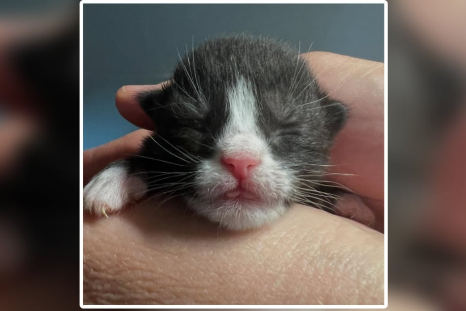 Dieses kleine Baby brachte Katze Lucy Ende April zur Welt.