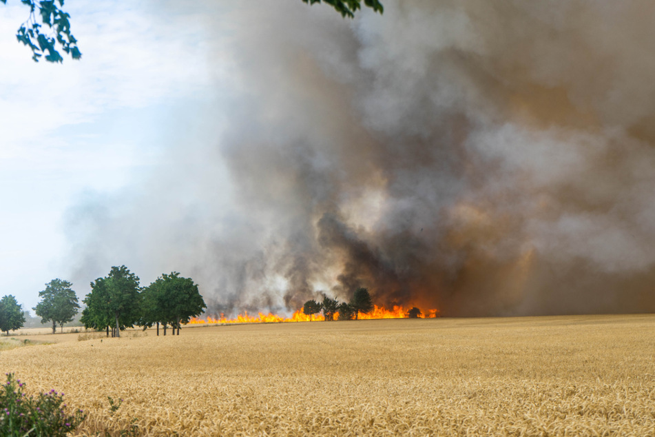 An der B183 im Landkreis Bitterfeld stand am Sonntag ein Feld in Flammen.