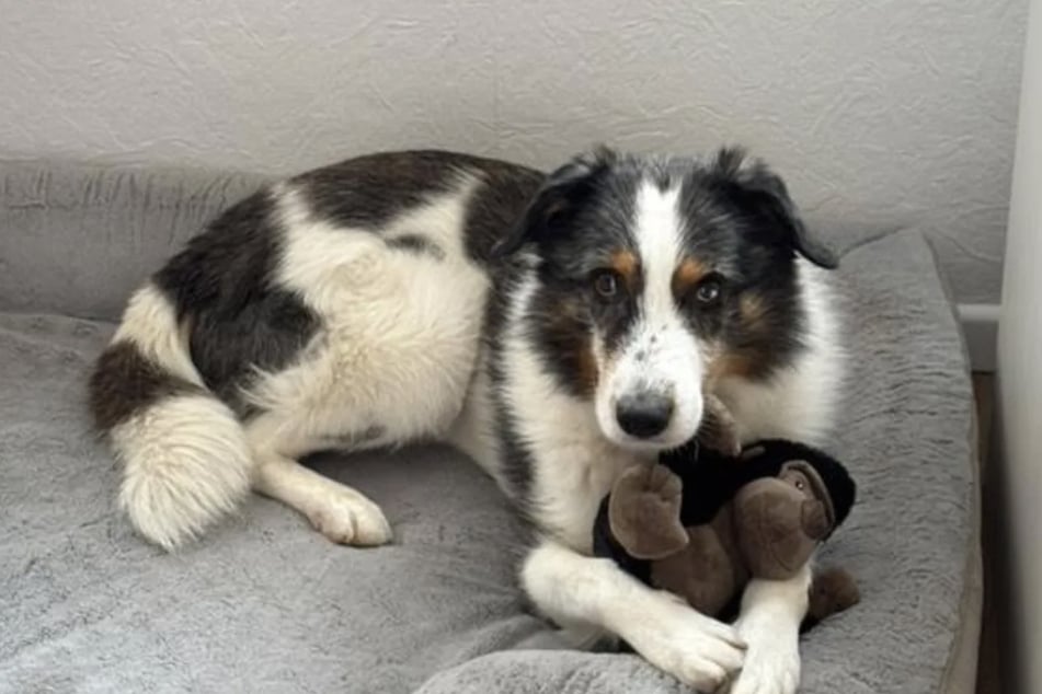 Gibbs - der nun Toni heißt - ist in seinem neuen Zuhause angekommen und fühlt sich pudelwohl.