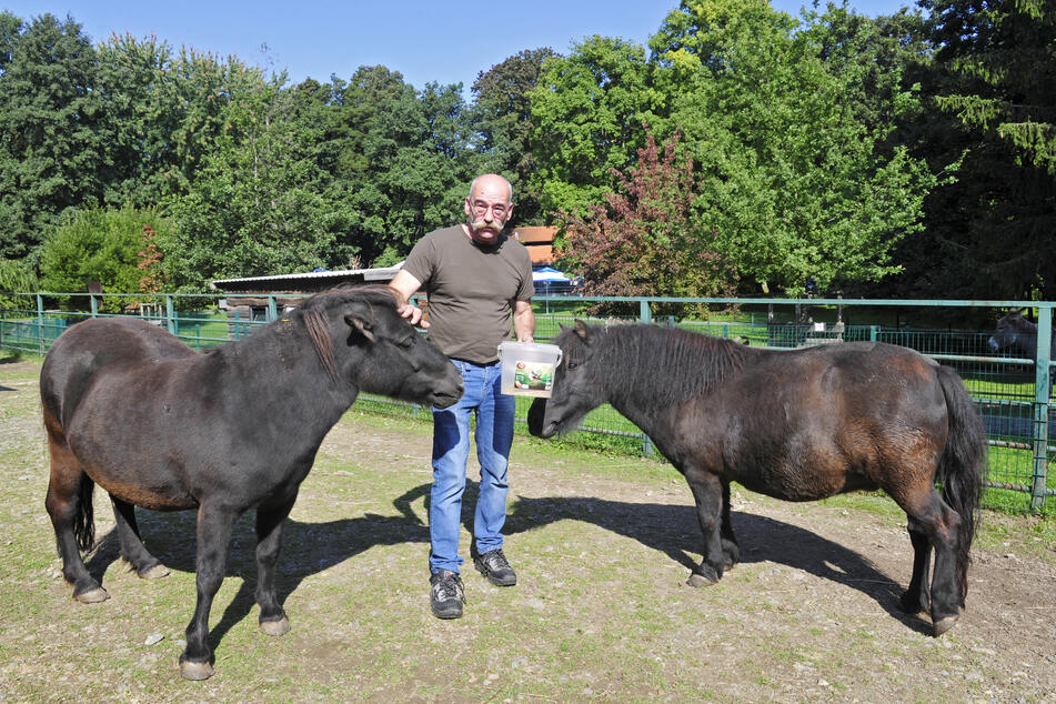 Peter Heinrich (59) und die Shettlandponys feiern dieses Jahr gemeinsam Dienstjubiläum. Alle drei kamen vor 20 Jahren zum Johannispark.