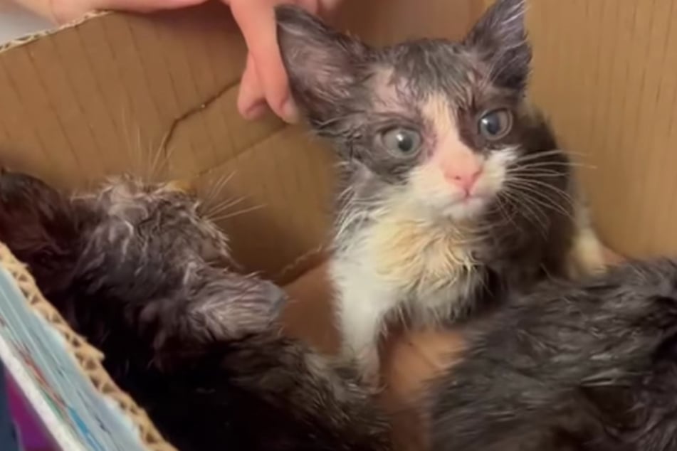 Besitzer will Katzenbabys in Regentonne ertränken: Tierheim macht traurige Mitteilung