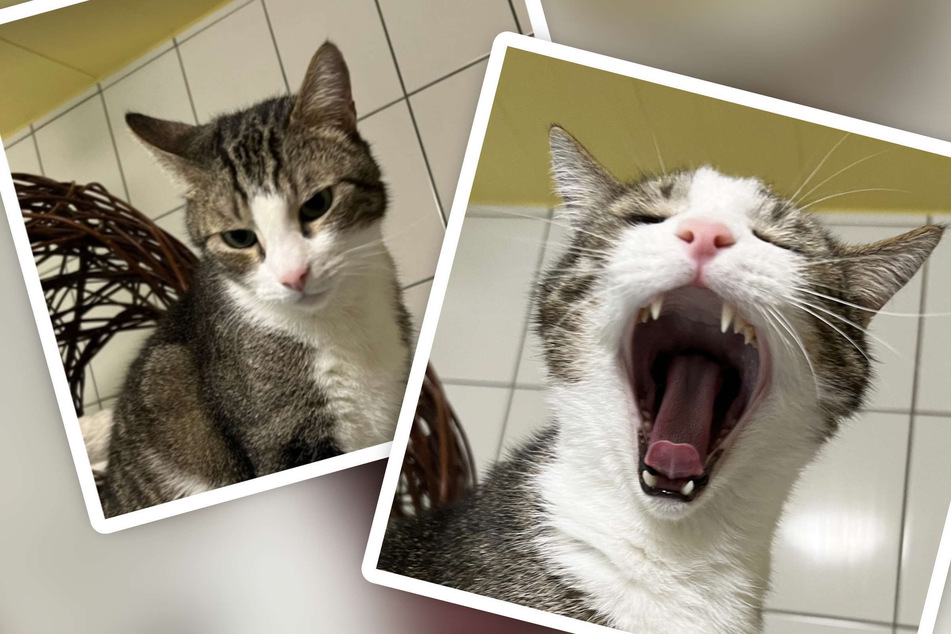 Besondere Katze sehnt sich nach liebevollem Zuhause: Pfleger suchen die Nadel im Heuhaufen