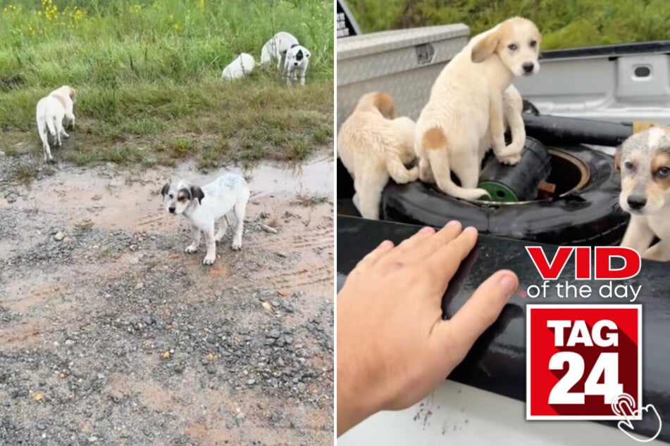 Today's Viral Video of the Day features a man who saved five abandoned puppies left on a dead-end road!