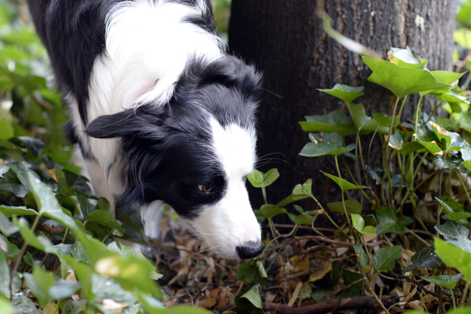 Ein Border Collie schnüffelt sich bei einem Spaziergang durch sein Revier.