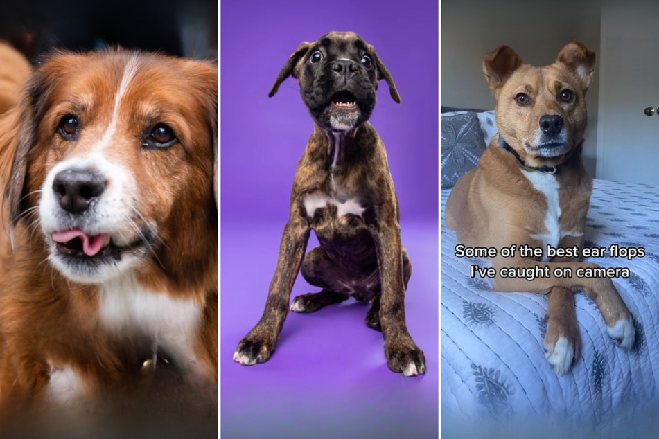 The top 3 most photogenic pups on TikTok