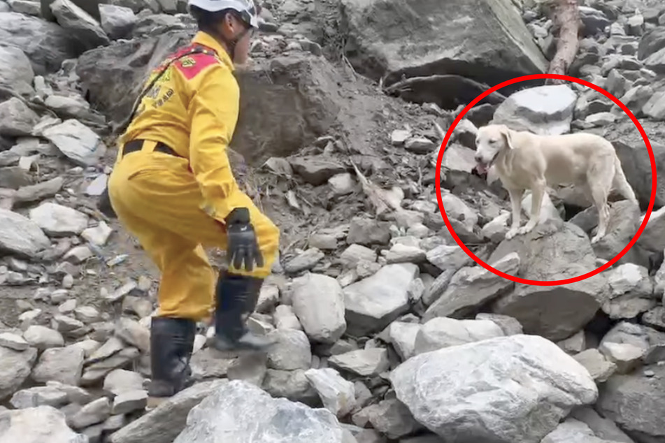 Hund versagt in seinem Job als Drogen-Aufspürer: Nach einem Erdbeben zeigt er dann sein wahres Ich