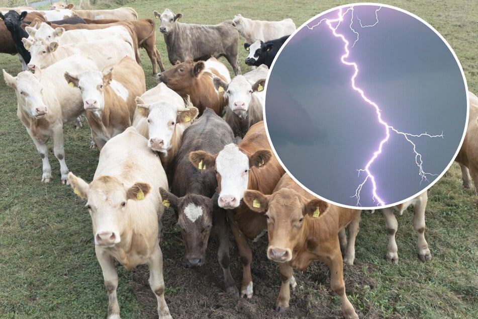 Un rayo mata a 27 vacas: la mujer del granjero, milagrosamente ilesa