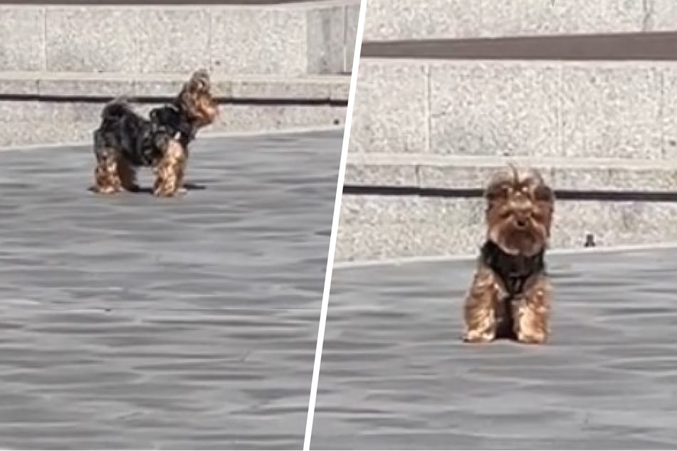Lilu the dog found herself lost and alone... or so she thought! Little did the pup know that her beloved owner was nearby the whole time, and their adorable mini-reunion was caught in a viral TikTok video.