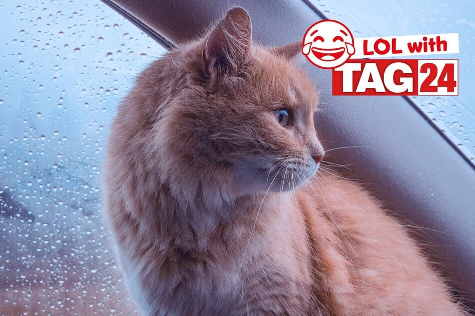Joke of the Day for September 20, 2025: A cat joke to chuckle on Caturday!