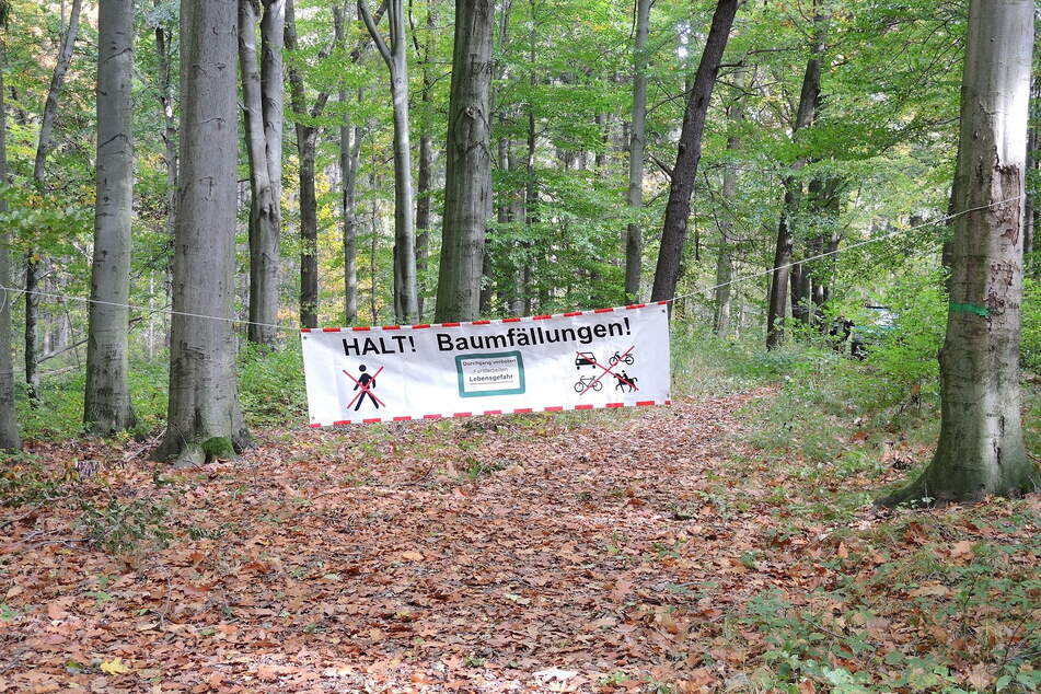 Ab Montag werden wegen Baumfällungen zahlreiche Waldwege in Chemnitz gesperrt.