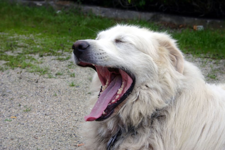 Formerly used as guard dogs, Great Pyrenees are incredibly friendly towards children.