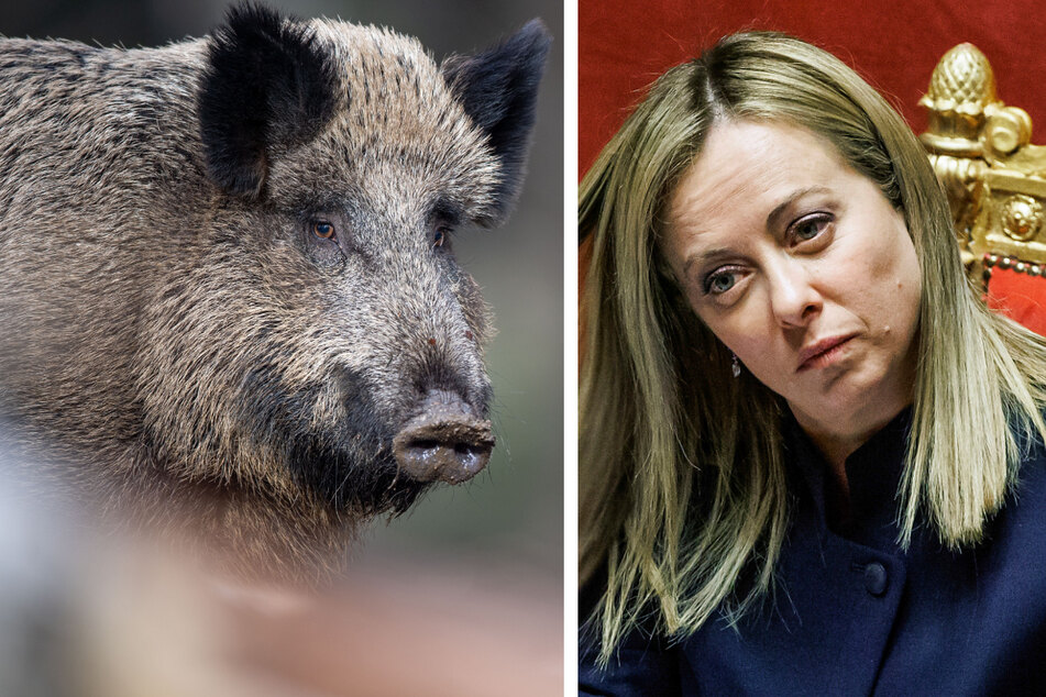 Wildschweinplage in Italien: So will Giorgia Meloni das Problem lösen