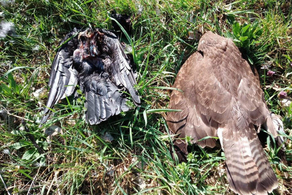 Zwei tote Vögel liegen bei Reichertshofen im oberbayerischen Landkreis Pfaffenhofen im Gras. In dem Kreis wurden allein in diesem Jahr schon 17 tote Tiere gefunden, bei zehn ließ sich eine Vergiftung nachweisen.