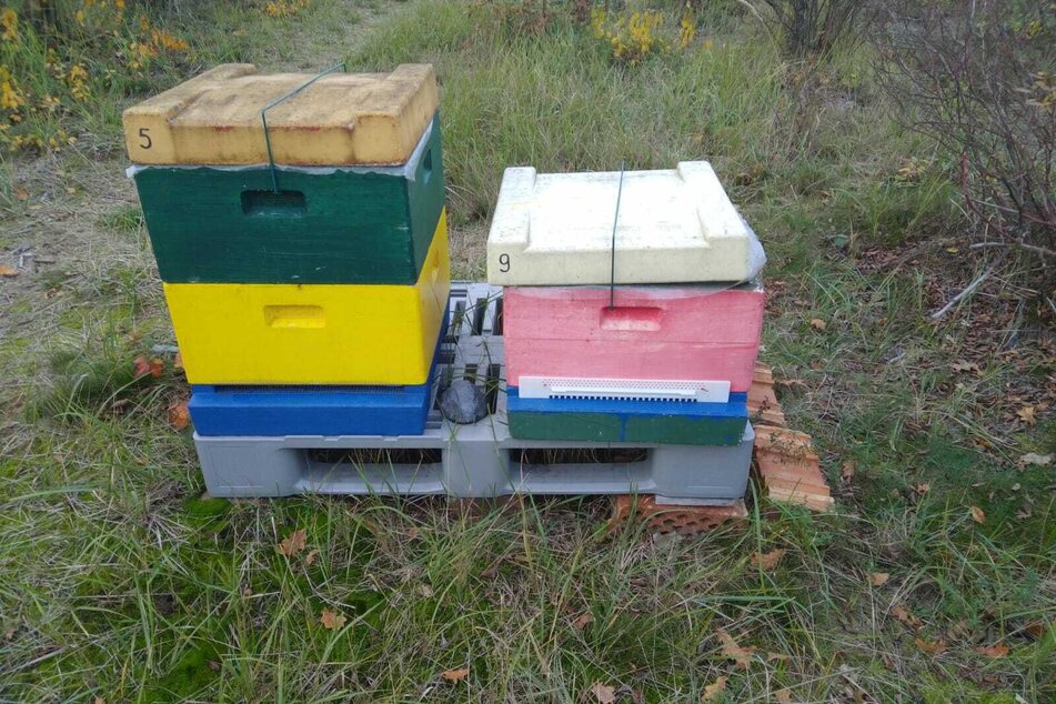 Das gestohlene Bienenvolk befand sich in einer vergleichbaren Kiste - die abgebildeten Kisten umfassen die noch vorhandenen Völker der Plantage.