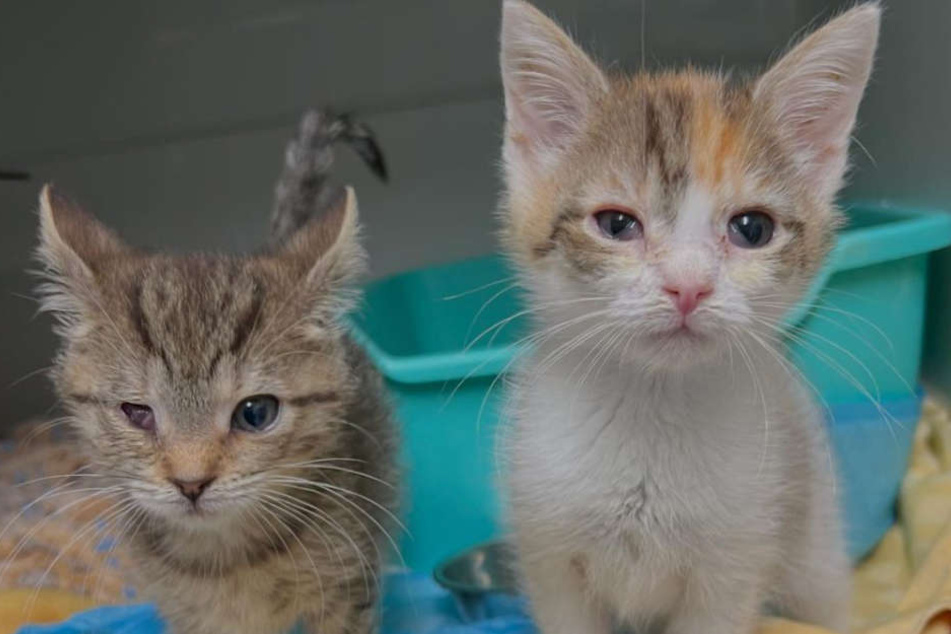 Tierheim ratlos: "Wir haben keinen Schimmer, wo diese Katzen herkommen"
