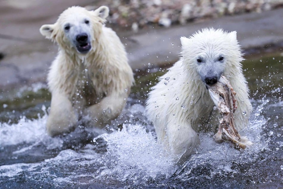 Die Eisbären-Zwillinge Kaja und Skadi toben durch die Außenanlage des Rostocker Zoos.