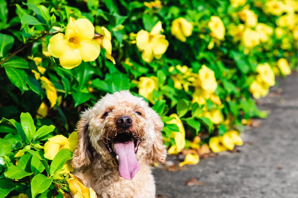 Dogs will often see significant behavioral changes after neutering.