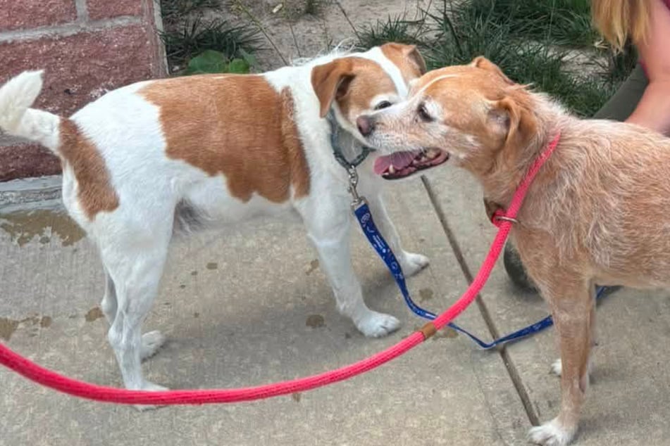 Retter prüfen Mikrochip von Hund: Kurz darauf staunen sie gleich dreifach