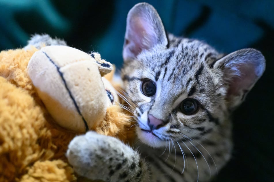 Im Zoo der Minis fühlen sich die Kleinfleckkatze und viele weitere Tiere pudelwohl.