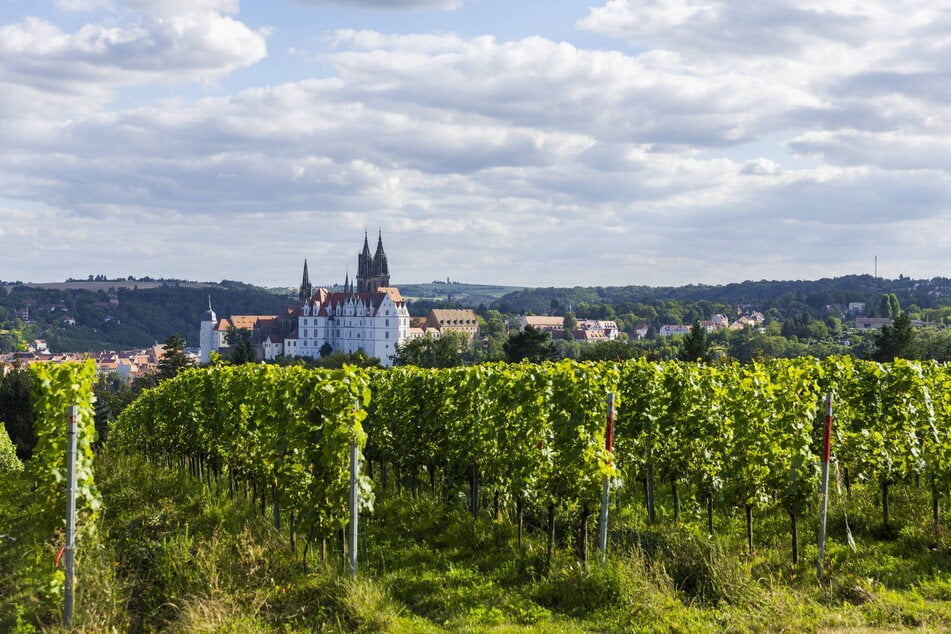 Zu Schloss Proschwitz gehören rund 75 Hektar Rebfläche. Zu den zehn Hauptrebsorten zählen Weiß-, Grau- und Spätburgunder. Dazu kommen Klassiker wie der Riesling und Goldriesling.